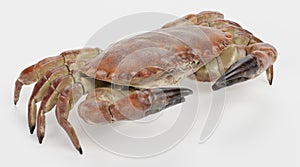 3D Render of Edible Crab