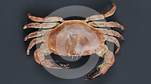 3D Render of Edible Crab