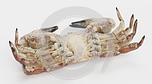 3D Render of Edible Crab