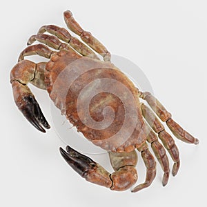 3D Render of Edible Crab