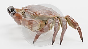 3D Render of Edible Crab