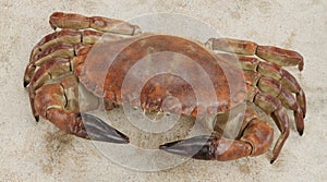 3D Render of Edible Crab