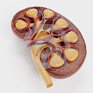 3D Render of Human Kidney
