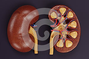 3D Render of Human Kidney