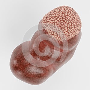 3D Render of Human Kidney