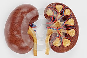 3D Render of Human Kidney