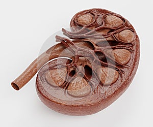 3D Render of Human Kidney