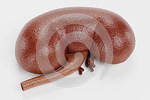 3D Render of Human Kidney