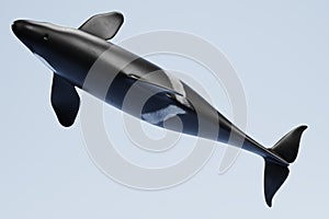 3D Render of Killer Whale