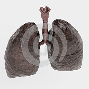 3D Render of Smoker Lungs