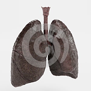 3D Render of Smoker Lungs