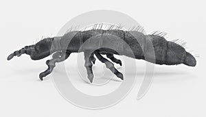 3D Render of Snow Flea