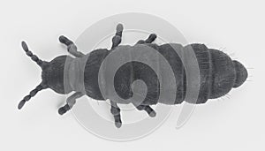 3D Render of Snow Flea