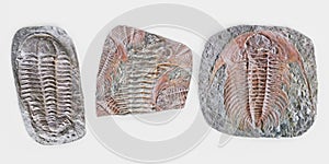 3D Render of Trilobite Fossils photo
