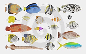 3D Render of Tropical Fish Collection