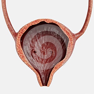 3D Render of Urinary Tract