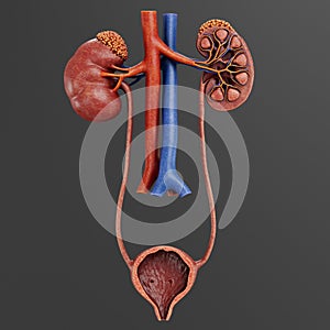 3D Render of Urinary Tract photo