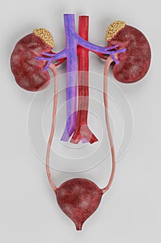 3D Render of Urinary Tract