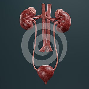 3D Render of Urinary Tract