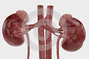 3D Render of Urinary Tract