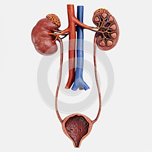 3D Render of Urinary Tract