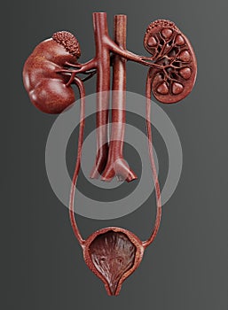 3D Render of Urinary Tract