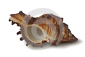 Realistic dark brown seashell on white background