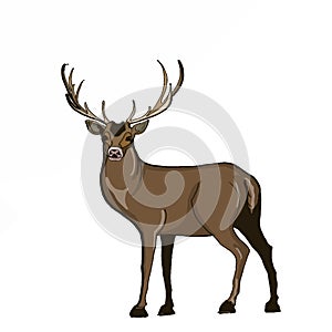 Realistic deer