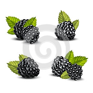 Realistic Detailed 3d Blackberries with Green Leaves Set. Vector