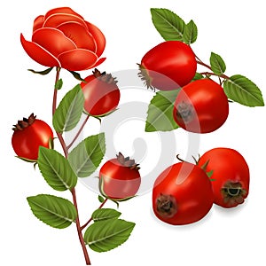 Realistic Detailed 3d Different Red Rose Hip Set. Vector