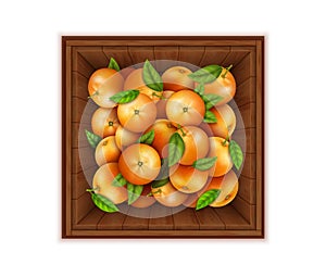 Realistic Detailed 3d Fresh Tangerines with Green Leaves in a Wooden Box. Vector