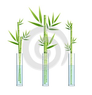 Realistic Detailed 3d Lucky Bamboo Plant or Dracaena Sanderiana Set. Vector