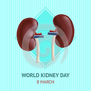 Realistic Detailed 3d Kidney Human Internal Organs Card Poster. Vector