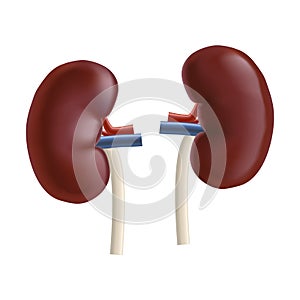 Realistic Detailed 3d Kidney Human Internal Organs. Vector