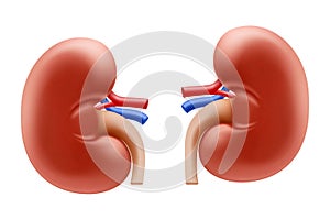 Realistic Detailed 3d Kidney. Human Internal Organs. Part of Body for Science Anatomy, Biology and Medicine. Vector illustration,