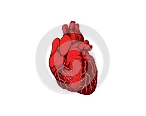 Realistic Detailed Human Anatomy Heart Closeup View Cardiovascular Organ a Body Medical Health Care Concept Symbol.