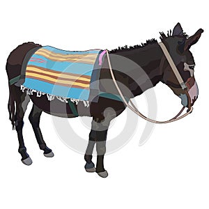 Realistic donkey with rug in vector