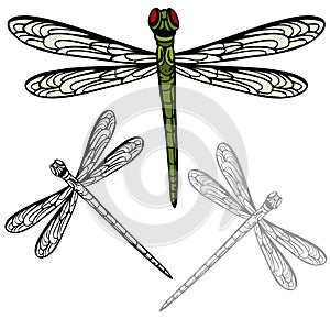 Realistic Dragonfly