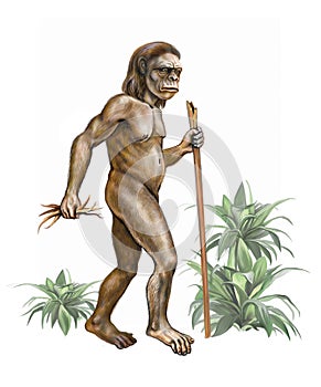 Realistic drawing australopithecus