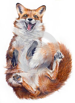 Realistic drawing of a fox on a white background.