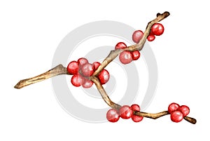 Realistic drawing of Holly, Ilex branch with red berries, mistletoe.