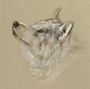 Realistic drawing of a wolf head. Pencil drawing on tinted paper