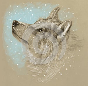 Realistic drawing of a wolf head. Winter with snow. Pencil drawing on tinted paper