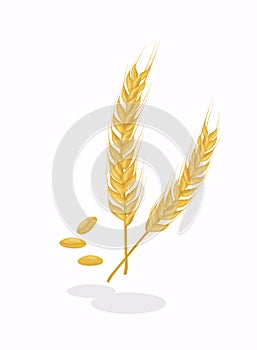 Realistic ear of wheat on white background. Cereals harvest, agriculture, organic farming, healthy food symbol