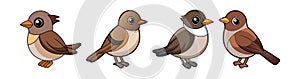 Realistic Eastern Phoebe Bird Illustration