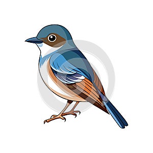 Realistic Eastern Phoebe Bird Illustration