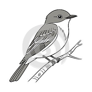 Realistic Eastern Phoebe Bird Illustration