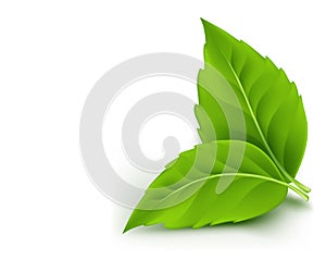 Realistic Eco Friendly Leaves photo