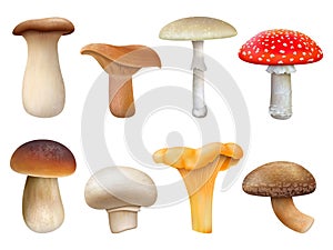 Realistic edible and inedible mushroom plants, fly agaric, chanterelle, niscalo. Champignon, golden chanterelle and king trumpet