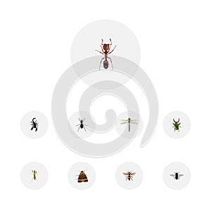 Realistic Emmet, Ant, Wasp And Other Vector Elements. Set Of Insect Realistic Symbols Also Includes Beetle, Dragonfly